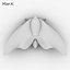 Owlet moth
