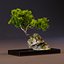 3D model bonsai