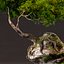 3D model bonsai