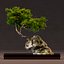 3D model bonsai