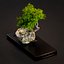 3D model bonsai