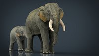 Asians Elephants (Mother and Babe)