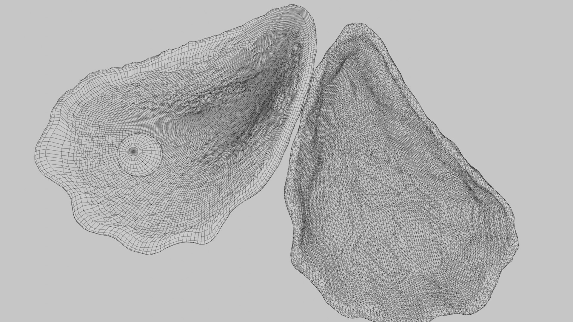 Oyster Shell Vol Four 3D Model - TurboSquid 2300112
