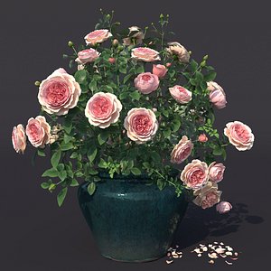 Rose bush in the pot #1