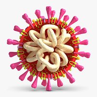 Coronavirus 5 Cross Section