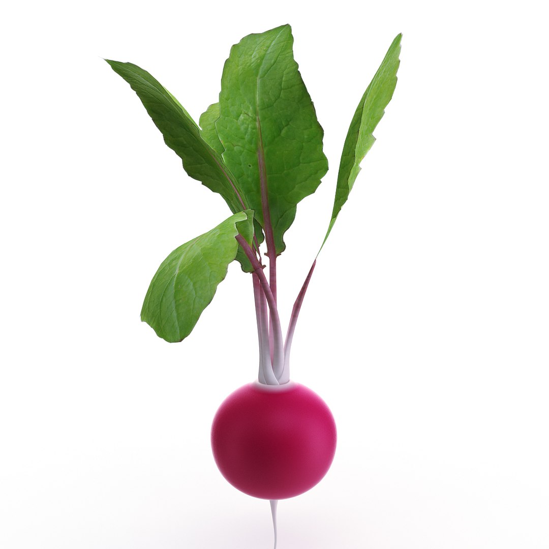 3d model vegetables broccoli cabbage https://p.turbosquid.com/ts-thumb/m4/MWHONb/4oN5FZcD/radish_06/jpg/1304075600/1920x1080/fit_q87/399abd411a2779ecc2337b6239a21ef8cf8d1909/radish_06.jpg