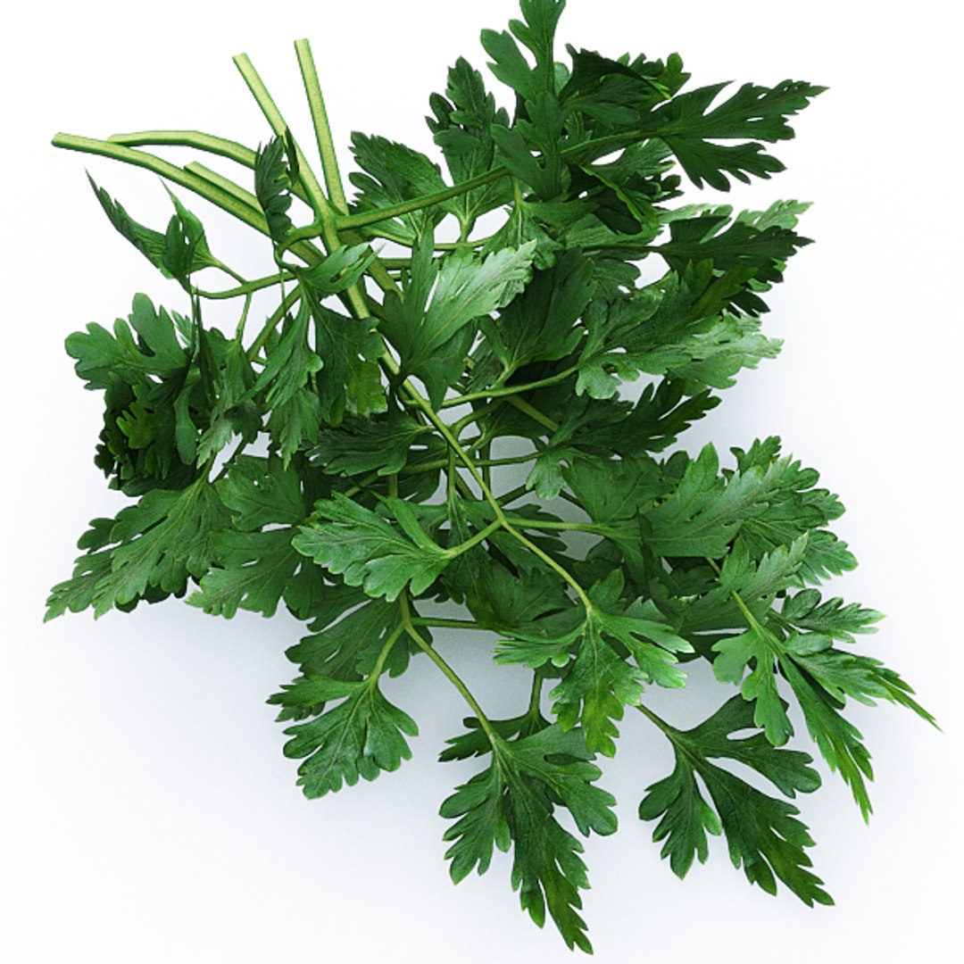 3d model vegetables broccoli cabbage https://p.turbosquid.com/ts-thumb/m4/MWHONb/RJxbe3j6/parsley_03/jpg/1304075600/1920x1080/fit_q87/806801b8335d5a65a3a02eadcb2e7201847b9d31/parsley_03.jpg