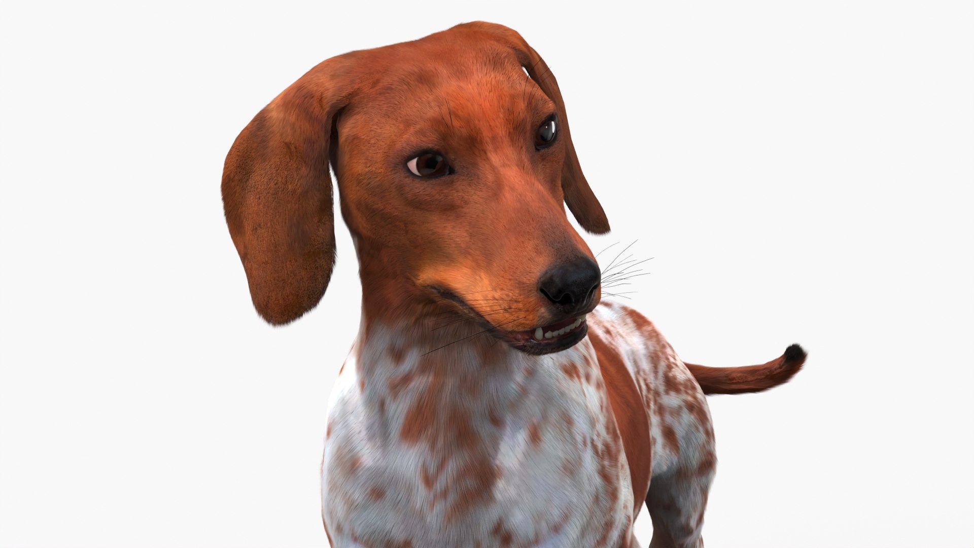 Dapple Dachshund Dog with Spotted Fur Rigged 3D model https://p.turbosquid.com/ts-thumb/m4/OWPQd2/Hc/dapple_dachshund_dog_with_spotted_fur_rigged_008/jpg/1755852327/1920x1080/fit_q87/65bbaeb6ee6f25f83a20c5195b20ffd0fb2f1b24/dapple_dachshund_dog_with_spotted_fur_rigged_008.jpg