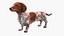 Dachshund Dapple com pelo manchado