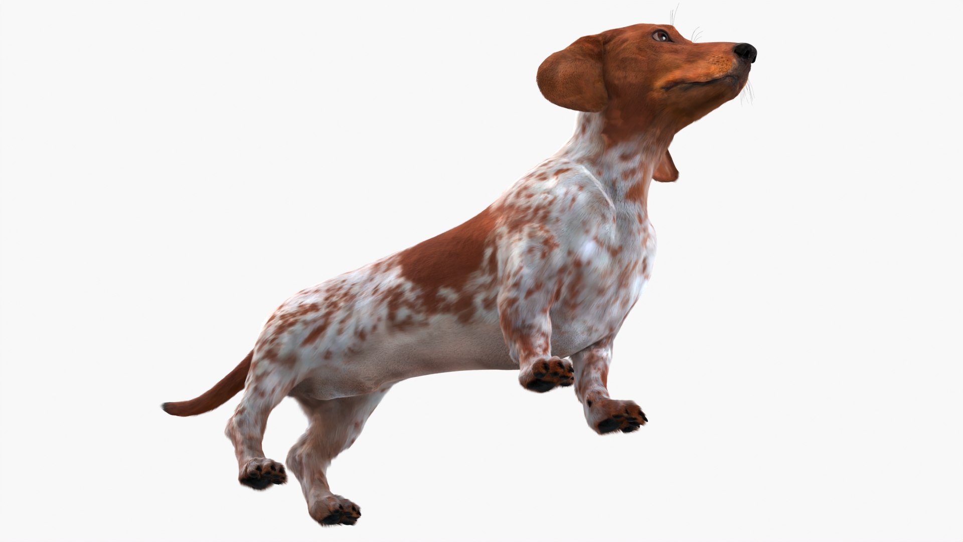 Dapple Dachshund Dog with Spotted Fur Rigged 3D model https://p.turbosquid.com/ts-thumb/m4/OWPQd2/fb/dapple_dachshund_dog_with_spotted_fur_rigged_009/jpg/1755852330/1920x1080/fit_q87/5ccc2bc17d02e2b7b801215badf24bd1b1117ccb/dapple_dachshund_dog_with_spotted_fur_rigged_009.jpg