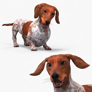 Dapple Dachshund Dog with Spotted Fur Rigged