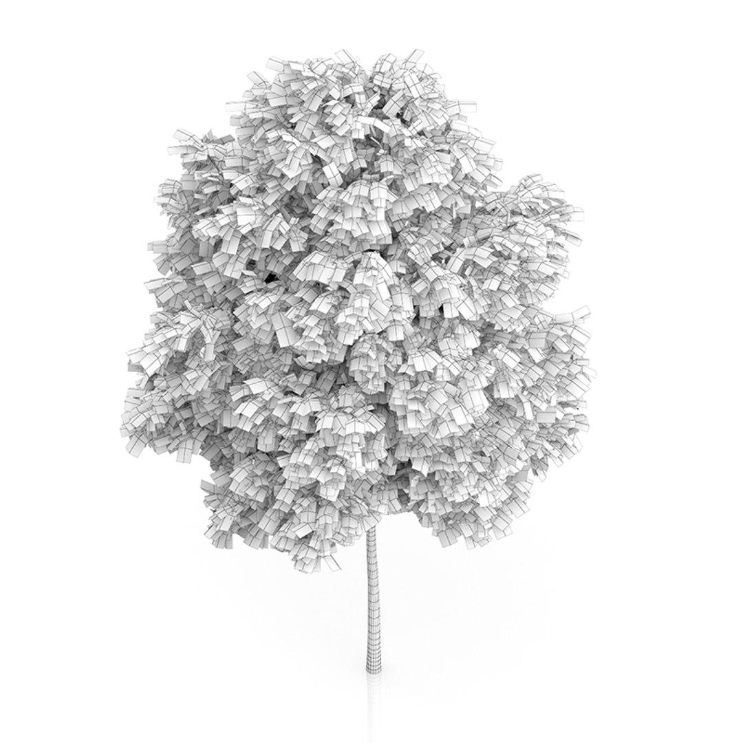 3d Rowan Tree Sorbus Aucuparia Model