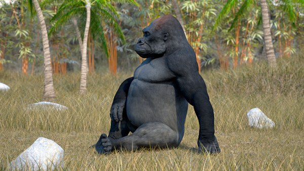 Modelo 3d Postura Sentada Del Gorila En Las Tierras Bajas Occidentales 