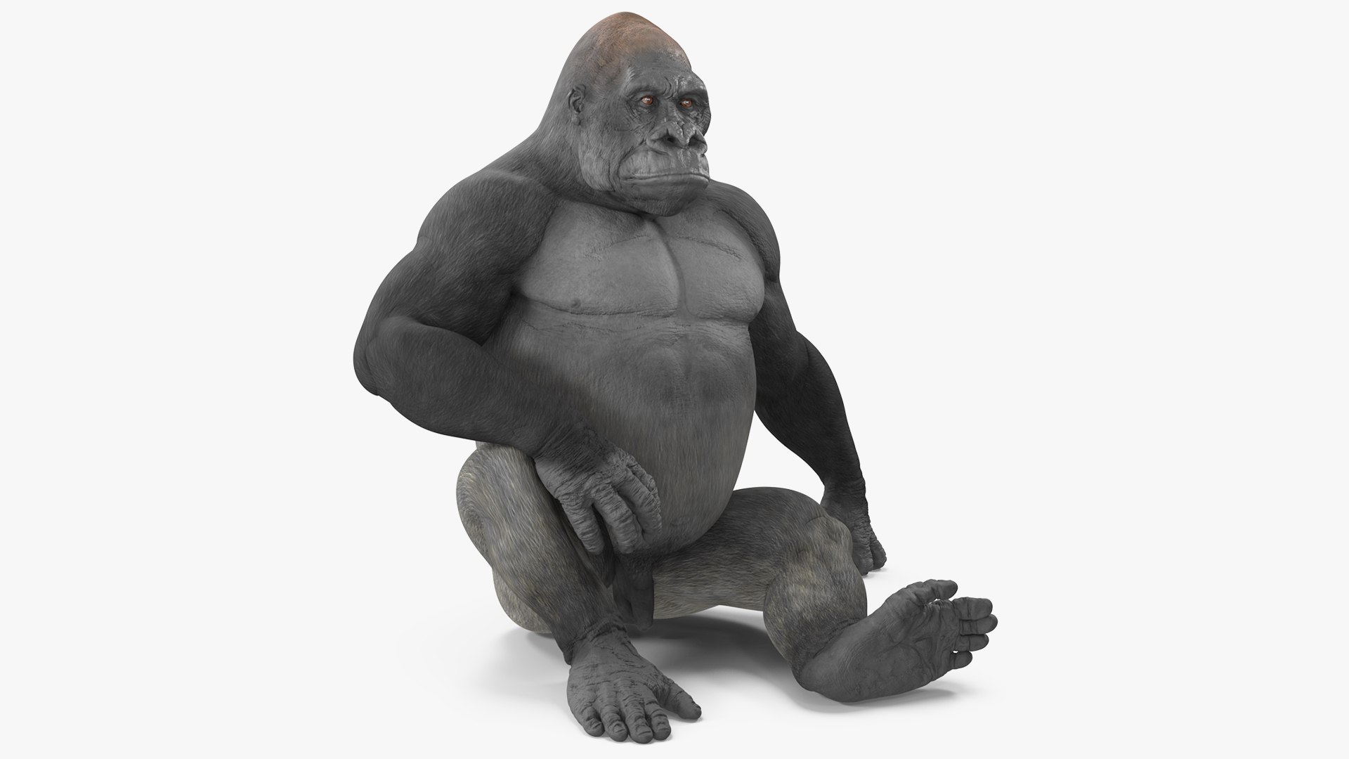 Gorilla Western Lowland Sitting Pose 3D model preview