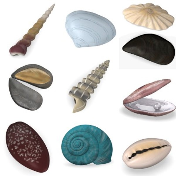 3d model spiral shells