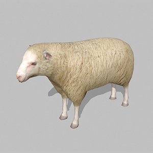 sheep