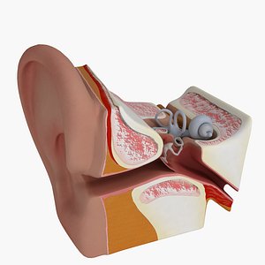 Ear Anatomy