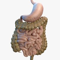 Human Stomach Small Inestines and Colon
