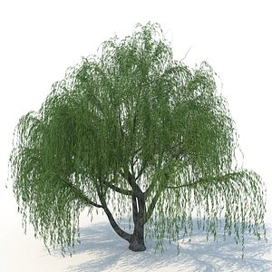 willow nature tree 3D model