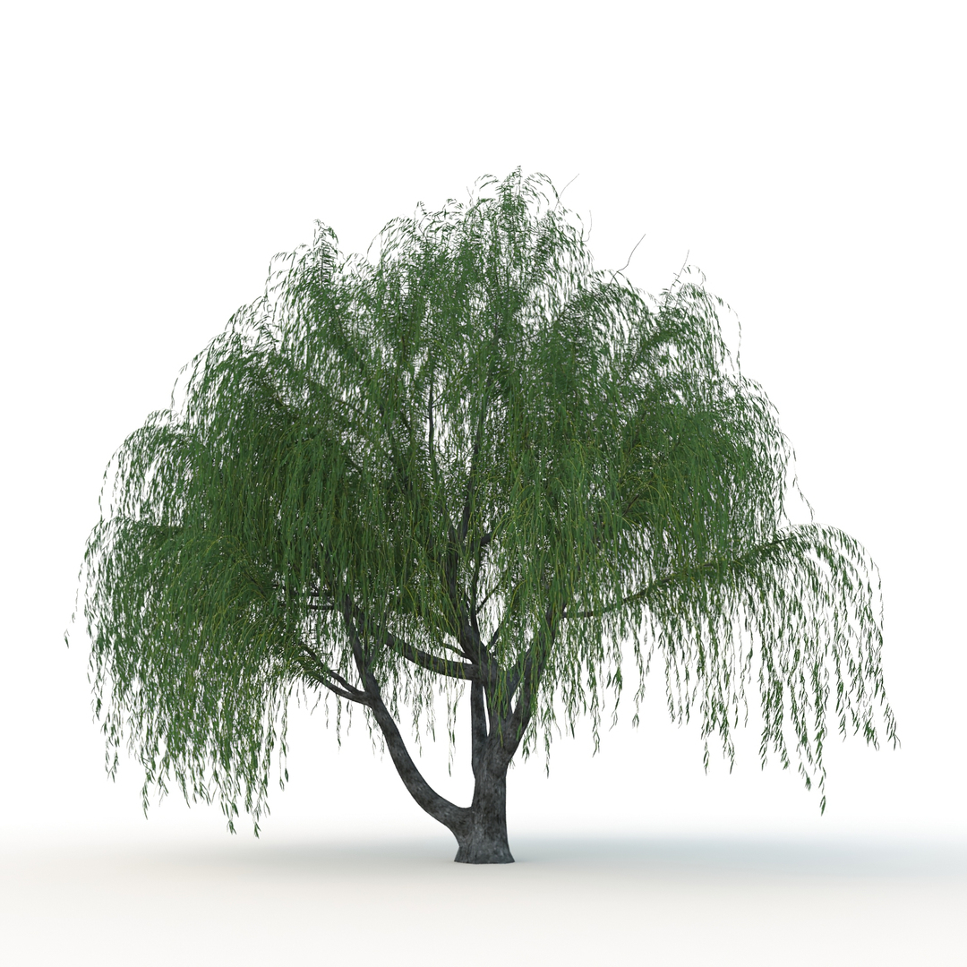 Willow nature tree 3D model - TurboSquid 1445600