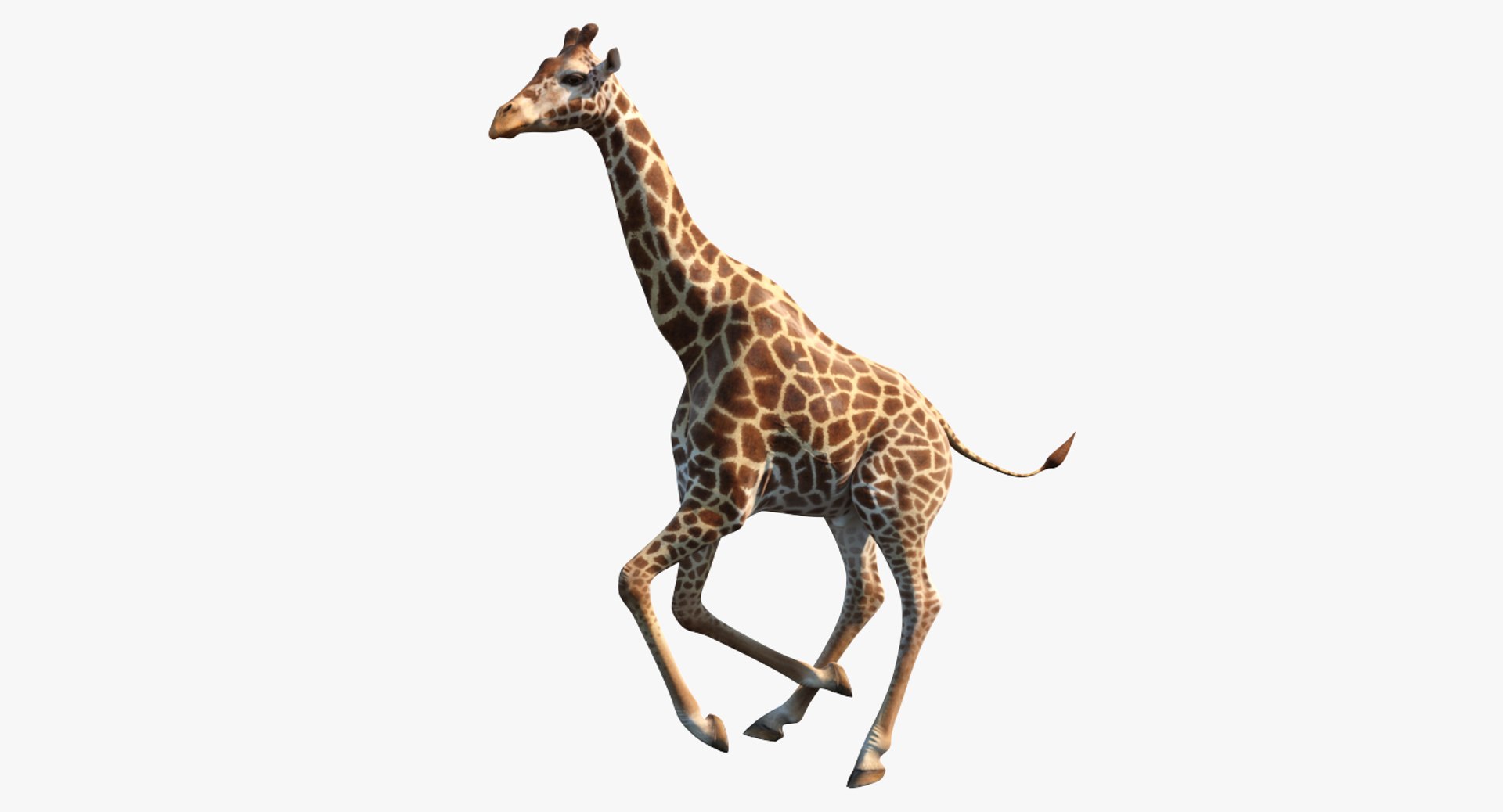Giraffe Rigged 3D Model 3D model preview