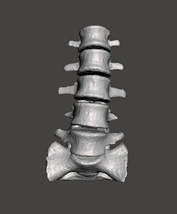 human vertebrae 3d model