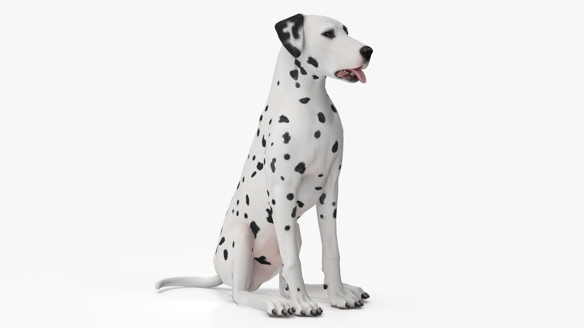 Dalmatian Dog Animated Rigged for Cinema 4D 3D model https://p.turbosquid.com/ts-thumb/m5/XPDluc/KF/dalmatian_dog_animated_rigged_002/jpg/1754855487/1920x1080/fit_q87/3b4484c5109c97733f2ba88a79f2cd22d90595bb/dalmatian_dog_animated_rigged_002.jpg