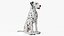 Dalmatian Dog Animated Rigged for Cinema 4D 3D model