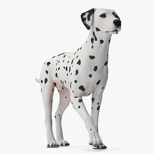 Dalmatian Dog Animated Rigged for Cinema 4D 3D model