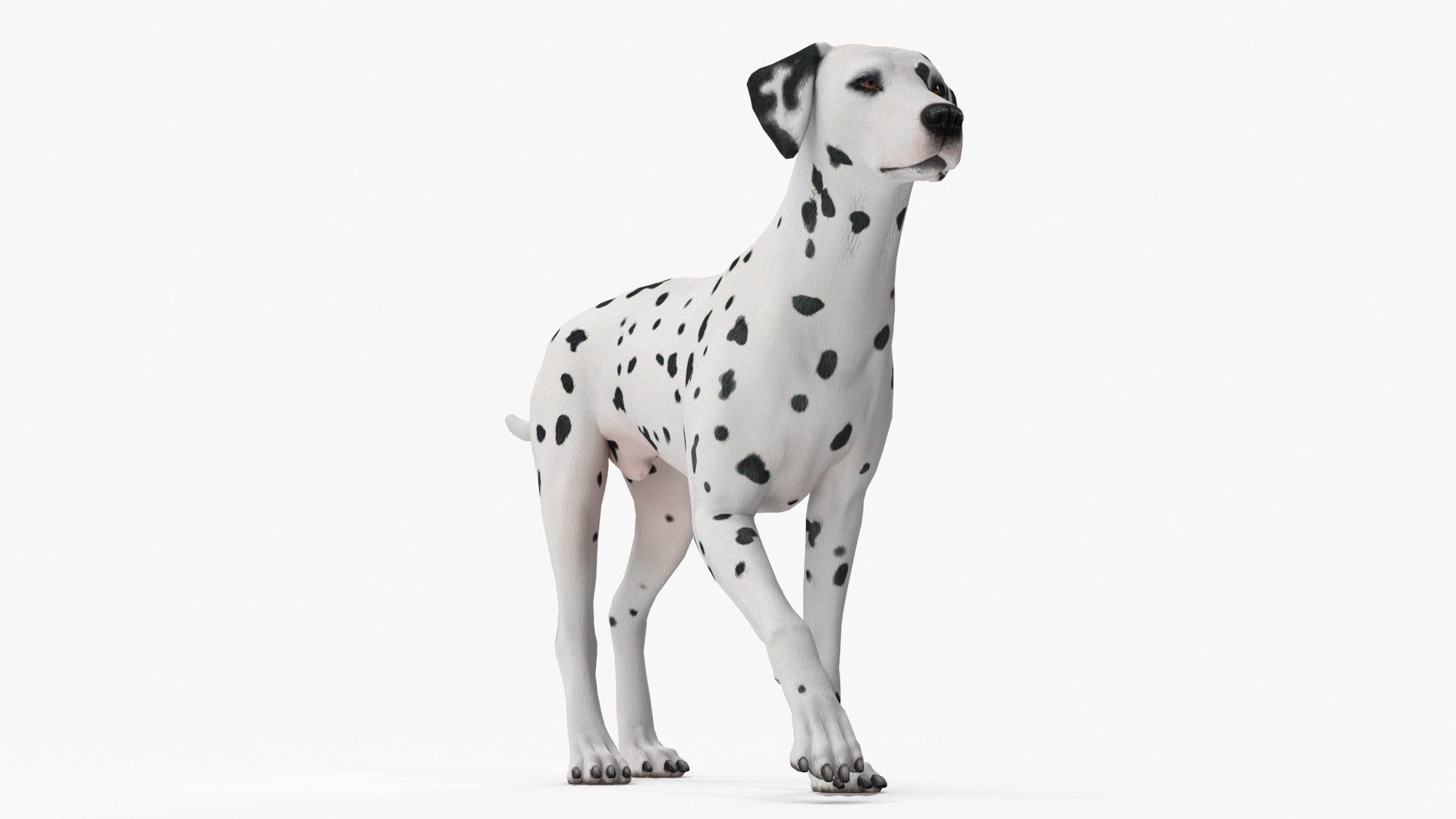 Dalmatian Dog Animated Rigged for Cinema 4D 3D model https://p.turbosquid.com/ts-thumb/m5/XPDluc/RM/dalmatian_dog_animated_rigged_014/jpg/1754855539/1920x1080/fit_q87/91d58739c48fc8773b09154e036f6658066009fd/dalmatian_dog_animated_rigged_014.jpg