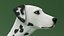 Dalmatian Dog Animated Rigged for Cinema 4D 3D model