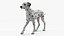 Dalmatian Dog Animated Rigged for Cinema 4D 3D model