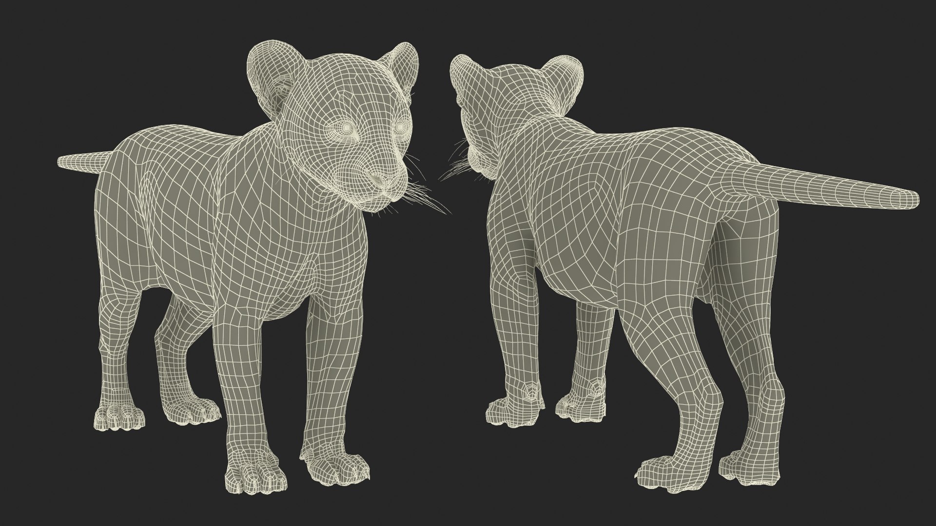 3D Puma Cub Rigged For Maya Model - TurboSquid 2383482