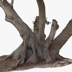 3D Giant Ficus Tree 4 x 16k Textures RAW 3D Scan