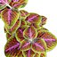 3D Coleus Solenostemon scutellarioides 3D Model model