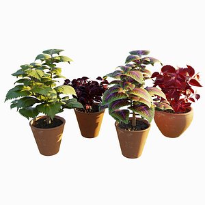 3D Coleus Solenostemon scutellarioides 3D Model model