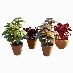Coleus Solenostemon scutellarioides 3D Model