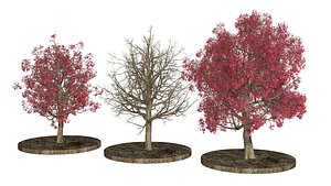 3D Three Pink trees v2 model