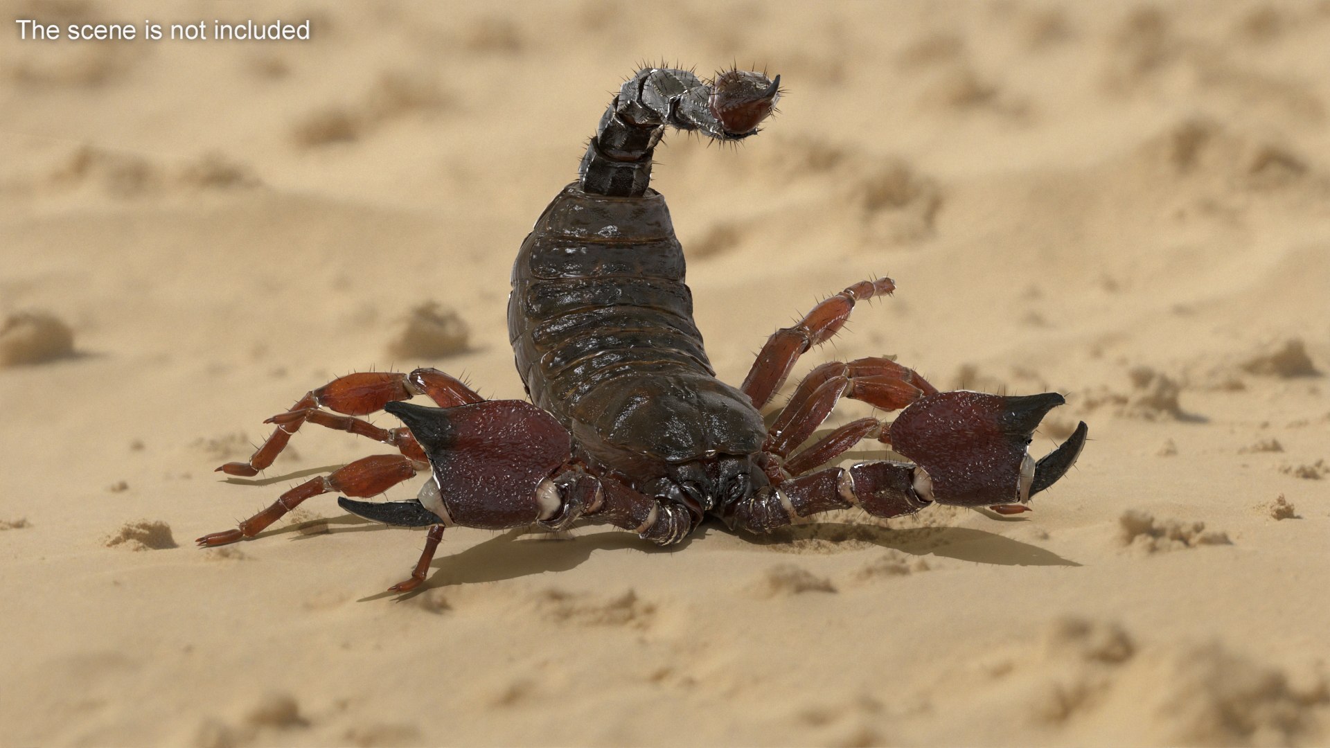 3D Realistic Scorpion Strikes Fur Animated Rigged for Cinema 4D model https://p.turbosquid.com/ts-thumb/m6/PbQyi3/Bd/realistic_scorpion_strikes_fur_animated_rigged_003/jpg/1766609930/1920x1080/fit_q87/e2be96cb0a1dd0603ac29038562623da29d37ffe/realistic_scorpion_strikes_fur_animated_rigged_003.jpg