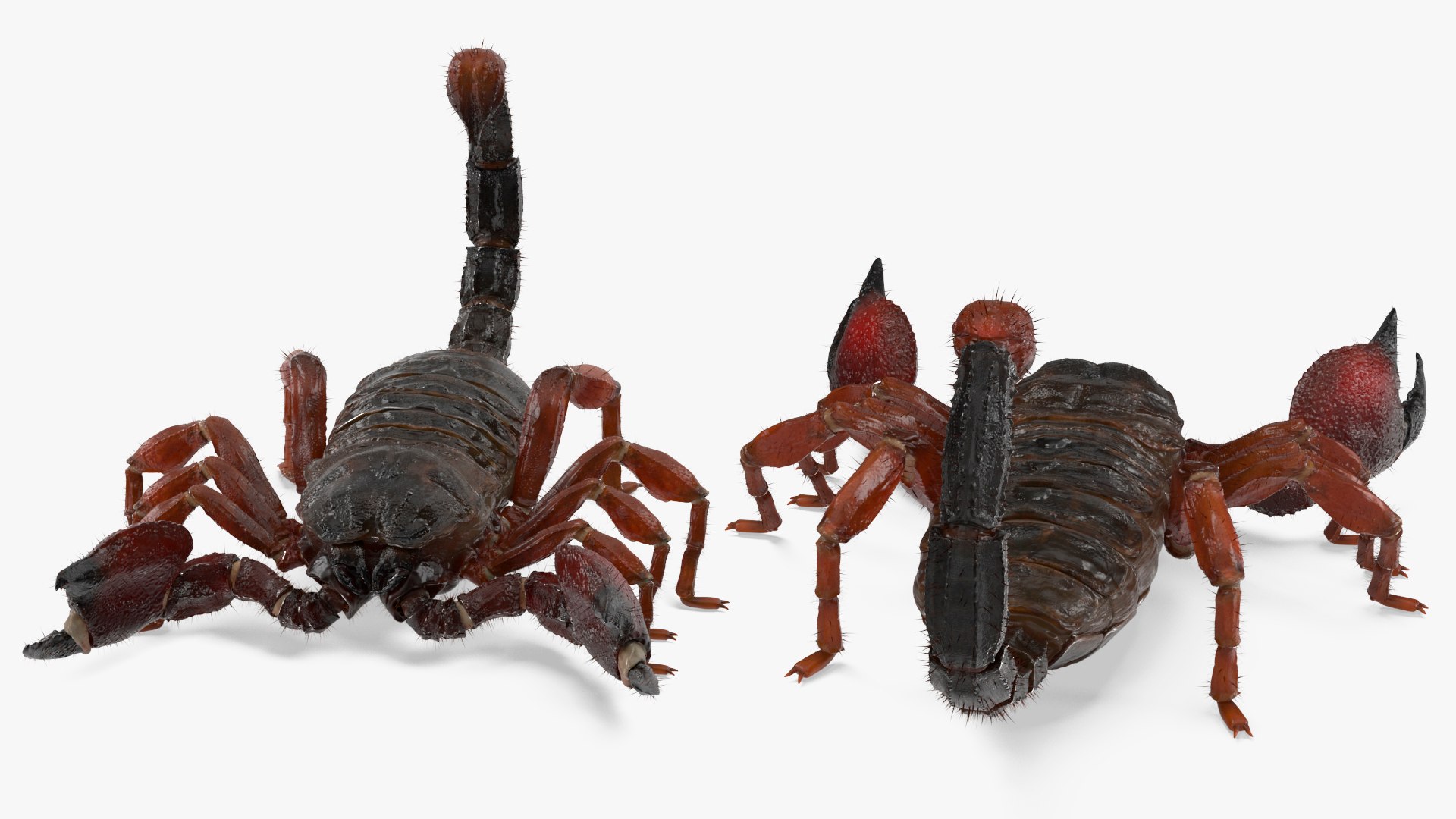 3D Realistic Scorpion Strikes Fur Animated Rigged for Cinema 4D model https://p.turbosquid.com/ts-thumb/m6/PbQyi3/Je/realistic_scorpion_strikes_fur_animated_rigged_010/jpg/1766609950/1920x1080/fit_q87/81e8d55523320b5913ff08f2369c3b7878d8a39b/realistic_scorpion_strikes_fur_animated_rigged_010.jpg