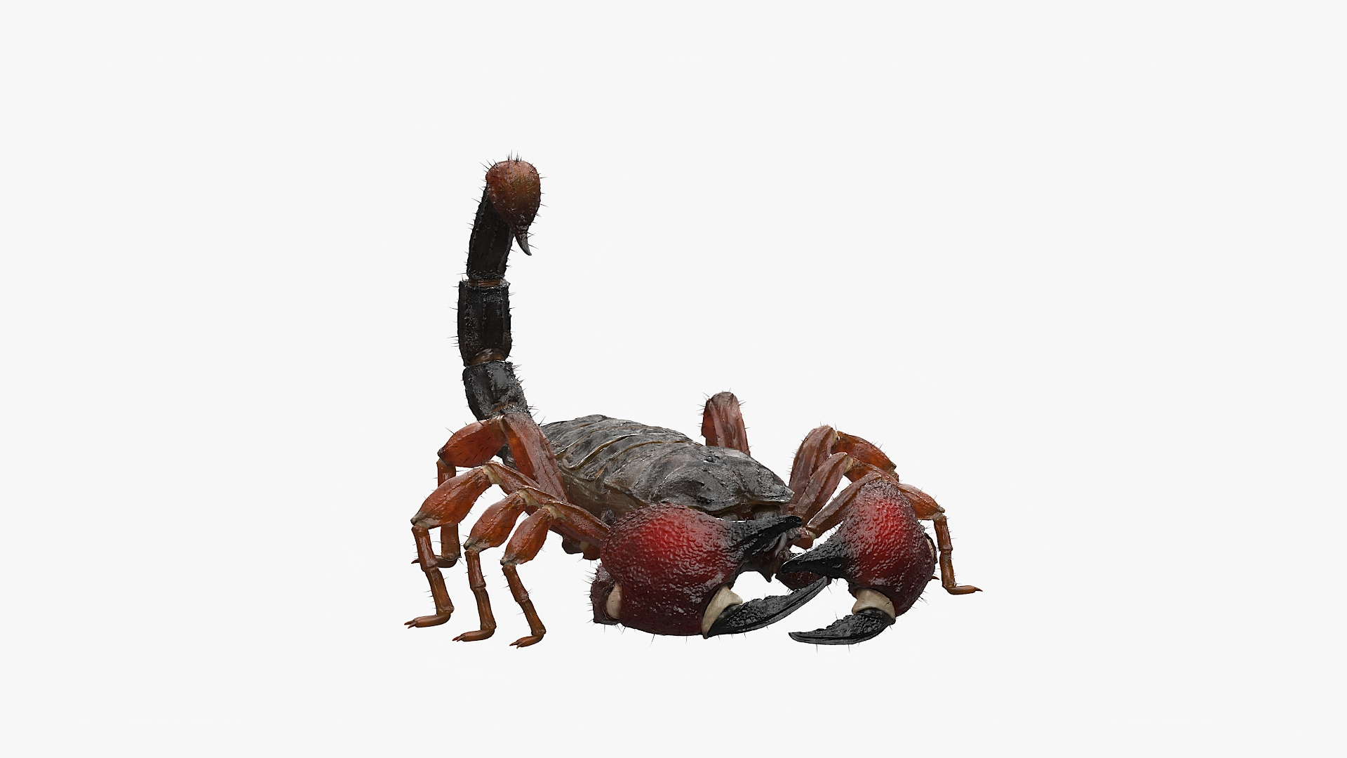 3D Realistic Scorpion Strikes Fur Animated Rigged for Cinema 4D model https://p.turbosquid.com/ts-thumb/m6/PbQyi3/Qu/realistic_scorpion_strikes_fur_animated_rigged_362/jpg/1770032072/1920x1080/turn_fit_q99/a1d685e3d2f7edc2a70a7ae8f4fe7ab8496778af/realistic_scorpion_strikes_fur_animated_rigged_362-1.jpg