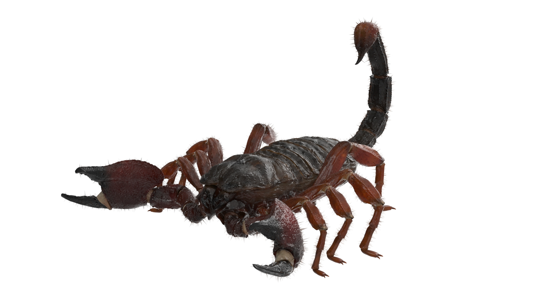 3D Realistic Scorpion Strikes Fur Animated Rigged for Cinema 4D model https://p.turbosquid.com/ts-thumb/m6/PbQyi3/em/realistic_scorpion_strikes_fur_animated_rigged_360/jpg/1766609702/1920x1080/turn_fit_q99/12b17ac27cc4db2c422b528bf1f7c1aec4bd3b76/realistic_scorpion_strikes_fur_animated_rigged_360-1.jpg