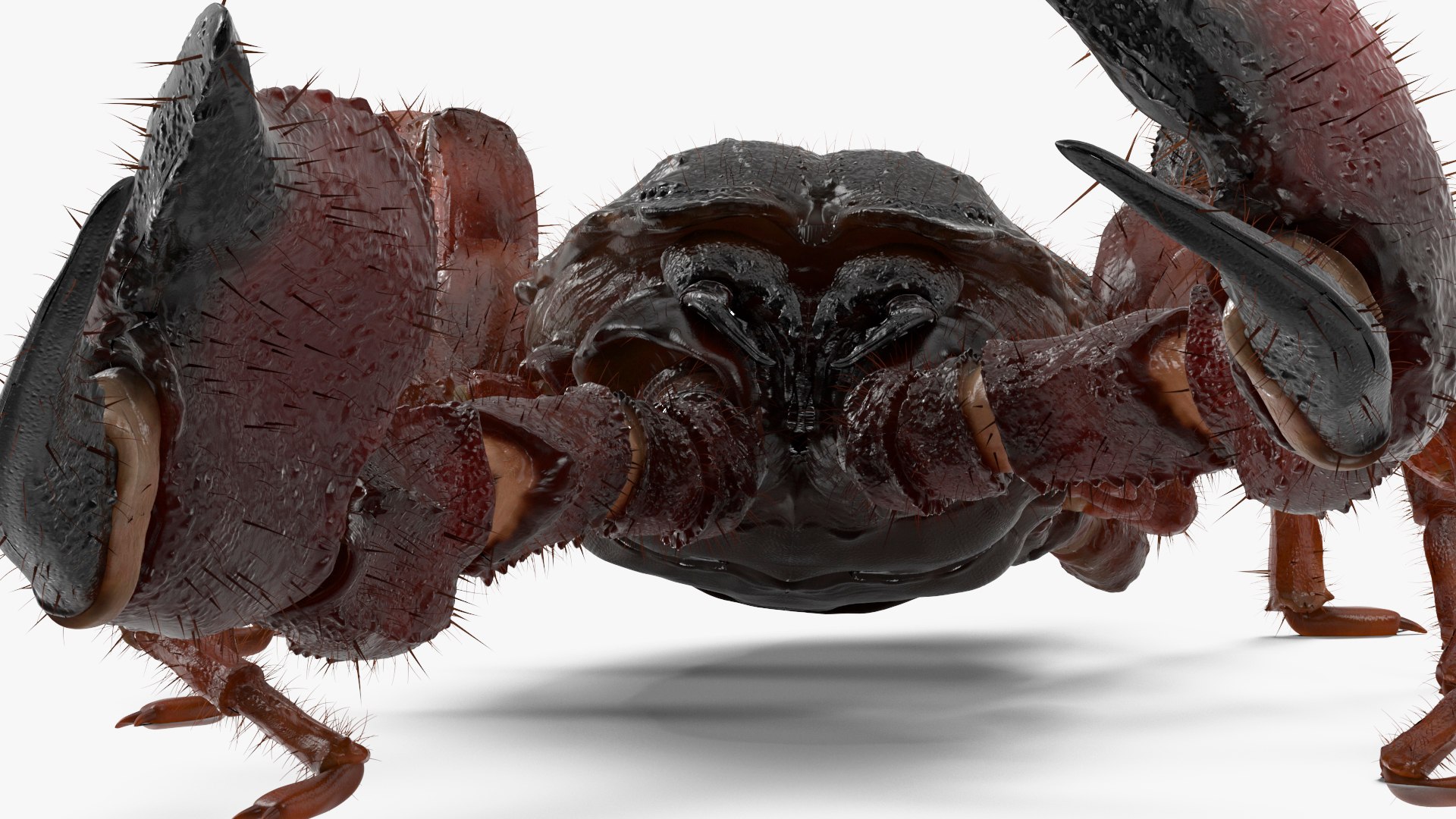 3D Realistic Scorpion Strikes Fur Animated Rigged for Cinema 4D model https://p.turbosquid.com/ts-thumb/m6/PbQyi3/fW/realistic_scorpion_strikes_fur_animated_rigged_012/jpg/1766609956/1920x1080/fit_q87/85660956c3b8ac7ef41361177a1309c11e3f70f3/realistic_scorpion_strikes_fur_animated_rigged_012.jpg