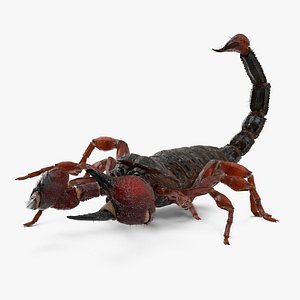 3D Realistic Scorpion Strikes Fur Animated Rigged for Cinema 4D model