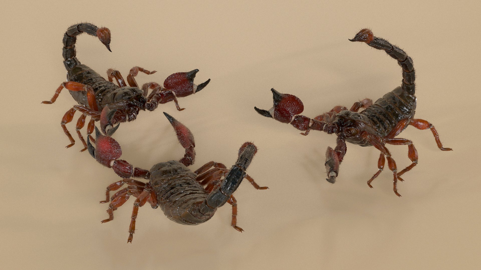 3D Realistic Scorpion Strikes Fur Animated Rigged for Cinema 4D model https://p.turbosquid.com/ts-thumb/m6/PbQyi3/yK/realistic_scorpion_strikes_fur_animated_rigged_004/jpg/1766609933/1920x1080/fit_q87/8a651514e3a0eebabd1c3d31aa3957e8a022d09b/realistic_scorpion_strikes_fur_animated_rigged_004.jpg
