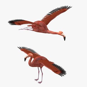Flamingo Bird Rigged
