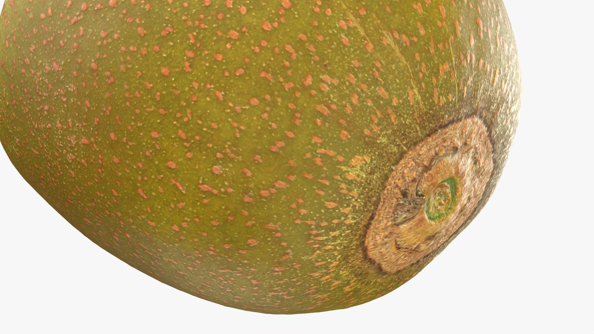 Golden Kiwi Half 3D model https://p.turbosquid.com/ts-thumb/m6/UTdyJZ/bs/kiwigoldhalf_0012/png/1760942205/1920x1080/fit_q87/d454e878ac2c9a0f947069fa4f879ca33c7d41ce/kiwigoldhalf_0012.jpg