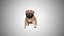 Low Poly Rigged Pug