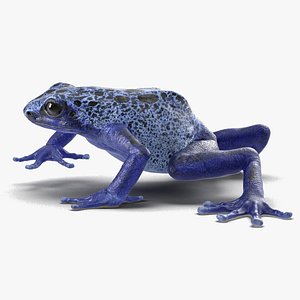 3D Realistic Poison Dart Frog Rigged for Cinema 4D model