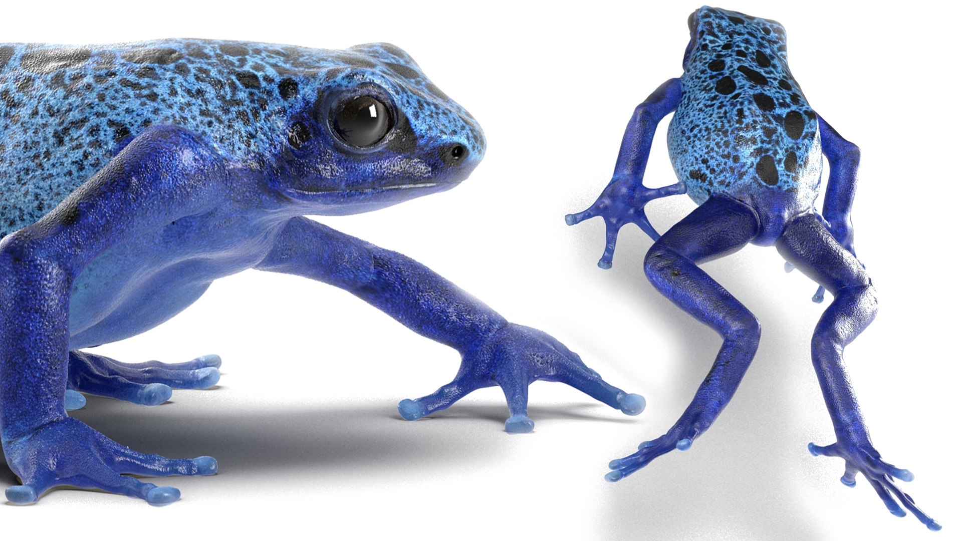 3D Realistic Poison Dart Frog Rigged for Cinema 4D model https://p.turbosquid.com/ts-thumb/m6/hZVO7W/YK/realistic_poison_dart_frog_rigged_018/jpg/1737185266/1920x1080/fit_q87/41e0168c8a5cf4b561008762a6ff8949f2c04af9/realistic_poison_dart_frog_rigged_018.jpg